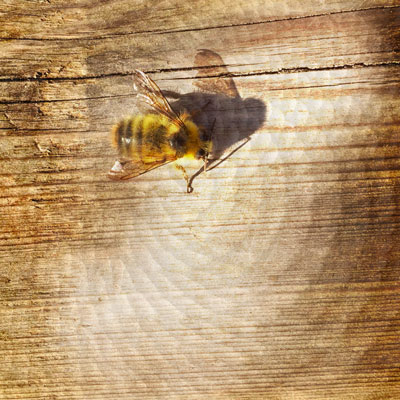 bee iphoneography
