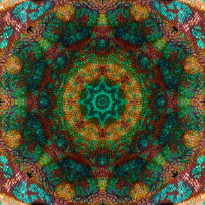 chameleon 2