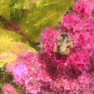 garden bee