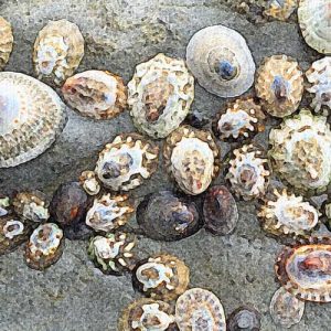 low tide on the Salish Sea