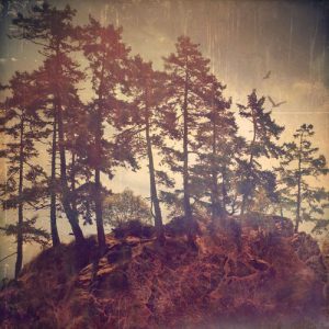 out of the forest