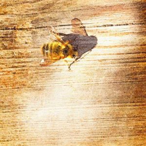 resting bee