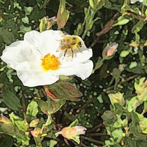 rock rose bee