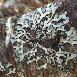 shield lichen